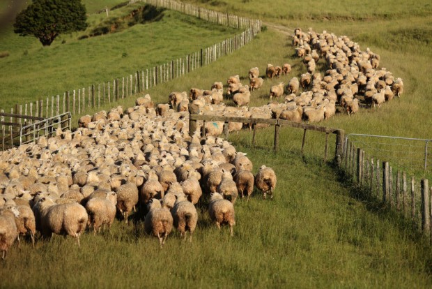 Australian Farmer Prepares Grave of 3,000 Sheep After Failing to Find Buyer