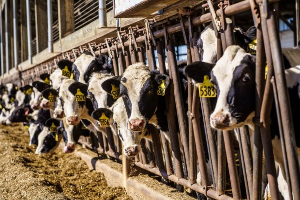 H5N1 Strain: Bird Flu Outbreak Blamed on Dairy Farms; USDA Confirms Cow-to-Cow Transmission