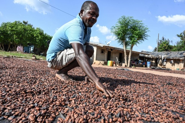 Global Chocolate Supply Crisis Looms as 'Swollen Shoot' Virus Menaces Cacao Trees 