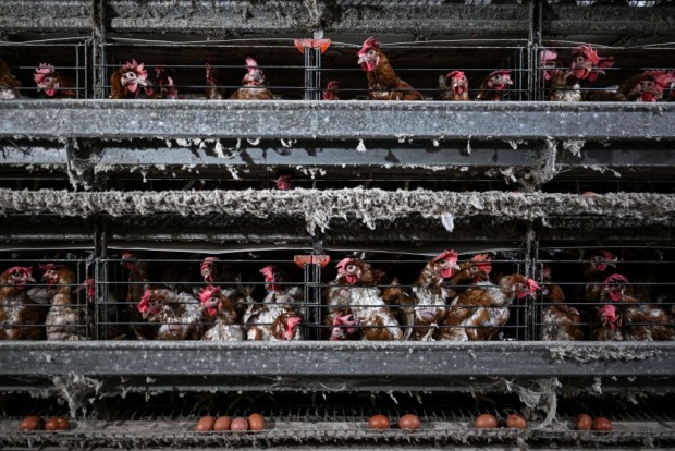 Bird Flu Detected at Australian Egg Farm, Authorities Urge Bird Owners to be Proactive