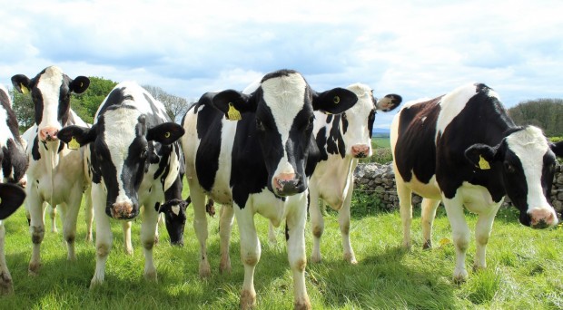 Holstein Cattle Cows