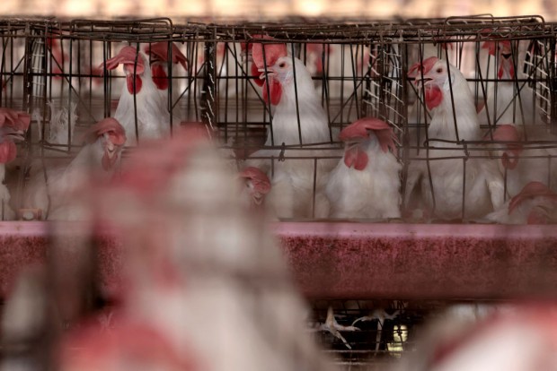 Mexico Clarifies First Reported Human H5N2 Bird Flu Death Was Due to Chronic Disease, Not the Virus