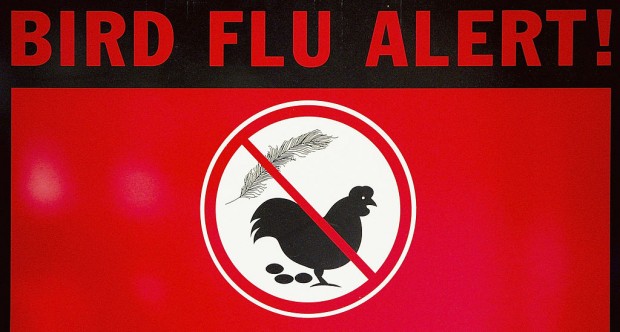 Australia's Bird Flu Spreads to NSW; Experts Say Wild Birds at Fault