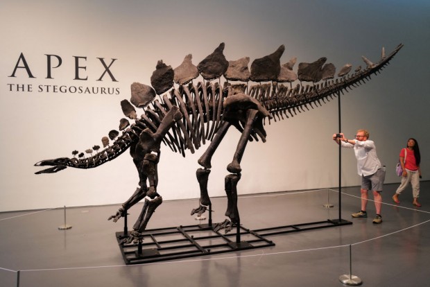 Rare Stegosaurus 'Apex' Fossil To Be Auctioned For $4-6 Million at Sotheby’s in New York