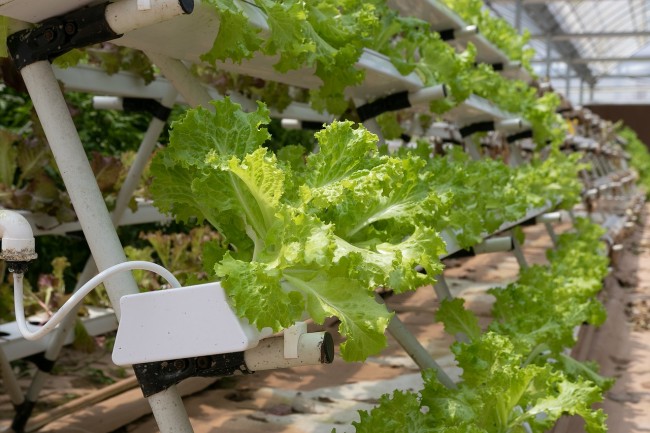 Know the Benefits of Grow Lights for Farmers Using Hydroponic Systems