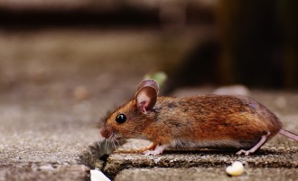 How to Keep Mice Out of the House