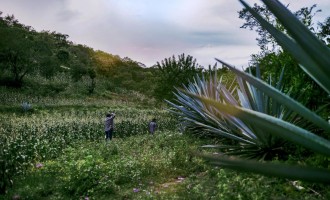 Beyond ESG: Maguey Exchange's Vision for a Sustainable and Responsible Artisanal Spirits Industry