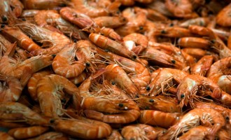 Indian Company Allegedly Supplies US With Contaminated Shrimps, Possibly Violating Food Safety Law