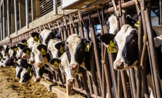 Michigan's Bird Flu (H5N1) Outbreak Linked to Texas Dairy Cows, Affecting Poultry and Cattle Operations