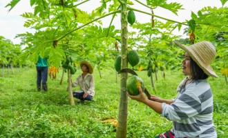 Mayani Agritech Solution Transforms the Agrifood Market and Empowers Rural Farmers and Fishers in the Philippines