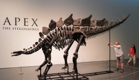 Rare Stegosaurus &#039;Apex&#039; Fossil To Be Auctioned For $4-6 Million at Sotheby’s in New York