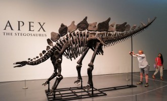 Rare Stegosaurus 'Apex' Fossil To Be Auctioned For $4-6 Million at Sotheby’s in New York