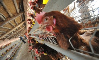 87 H7N9 Bird Flu Cases Confirmed In China