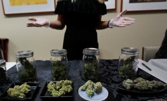 Colorado Experiments With Liberalization Of Marijuana Laws