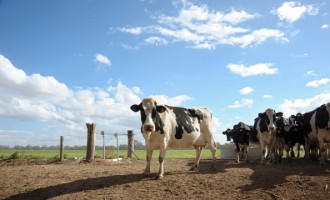 Operations Inside A Dairy Farm As $1   Milk Flexes Market Power