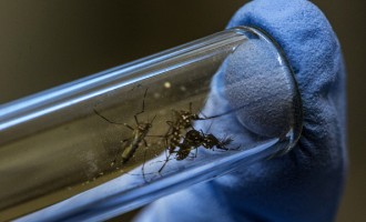 Mosquitoes Tested For Zika At The Oswaldo Cruz Foundation Research Facility