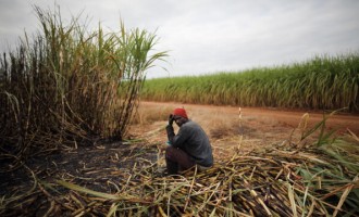 Workers Harvest Sugar Cane