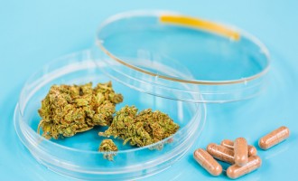 Temple & Jefferson Joins Research On Medical Marijuana